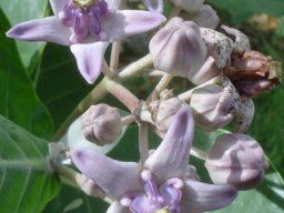 Calotropis gigantea